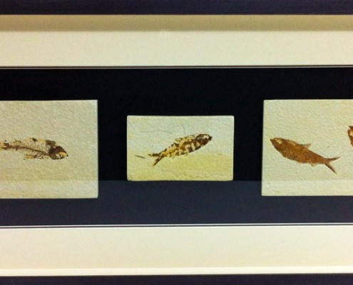 bespoke picture framing 3d object fish