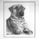 artwork commissions dog